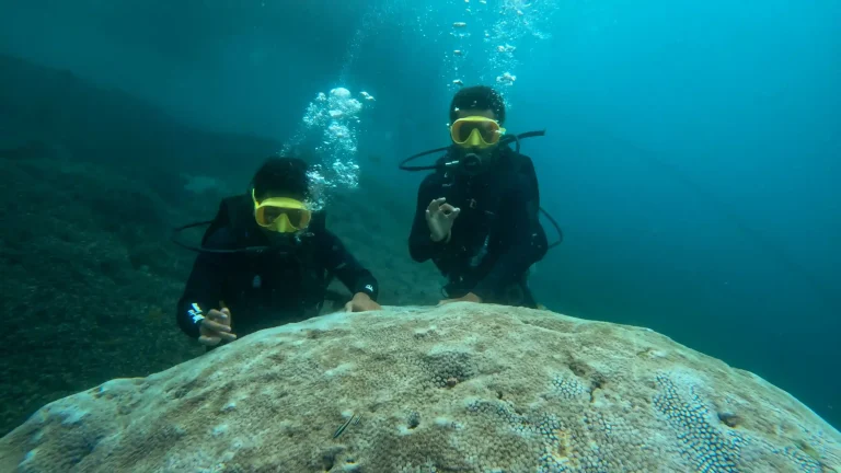 Premium Luxury Diving Resort Wangiwangi Island Indonesia All-Inclusive Package